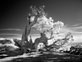 Mitch Dobrowner - Twisted Tree