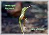 Click image for larger version

Name:	Pterostylis barbata 1.jpg
Views:	179
Size:	86.4 KB
ID:	724