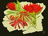 Click image for larger version

Name:	red flowers on black background.jpg
Views:	1385
Size:	20.3 KB
ID:	829