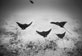 Wayne Levin - Four Eagle Rays over Sand