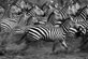 Andy Biggs - Blurred Running Zebras