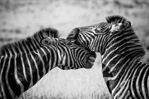 Featured Art: Zebra Theme