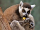'Eat' Theme -  Lemur Nibbling