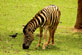 'Eat' Theme - Grazing Zebra