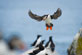 'Flight' Theme -  Puffin Down on Razorbill