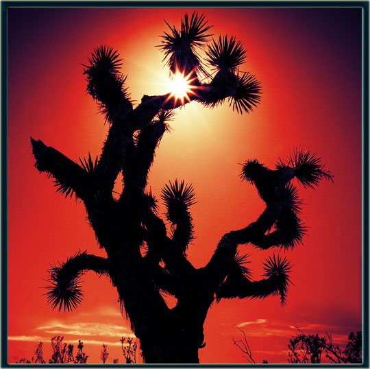 To a Joshua Tree