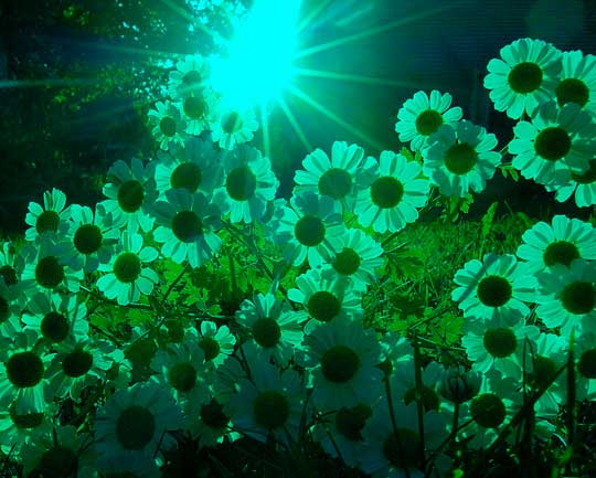 Harmony of Evening Harmony of Evening