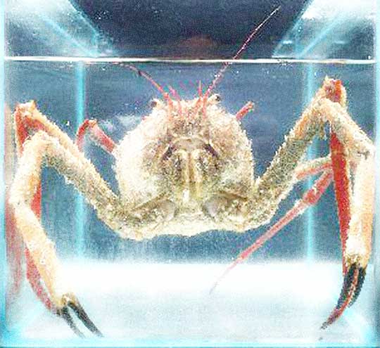 Boxed Crab Boxed Crab